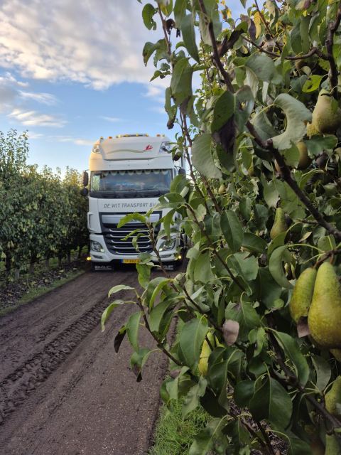 Ook voor peren transport kunt u bij ons terecht.
